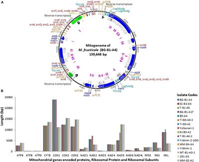 Pan-Mitogenomics Approach Discovers Diversity and Dynamism in the Prominent Brown Rot Fungal Pathogens